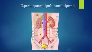 Արտազատական համակարգ
 