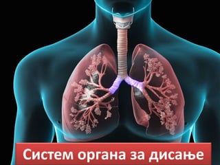 Систем органа за дисање
 