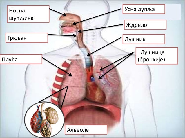 Organi za disanje slika