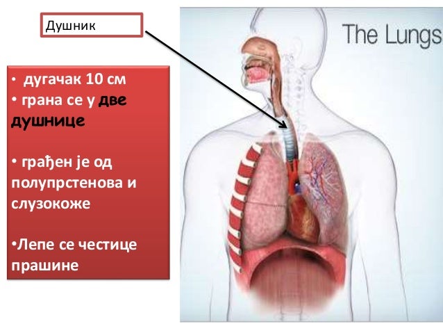 систем органа за дисање