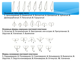 Основные типы края листа
1. Цельнокрайний; 2. Выемчатый; 3. Волнистый; 4. Шиповатый; 5. Зубчатый; 6.
Двоякорзубчатый; 7. Пильчатый; 8. Городчатый
Основные формы верхушки листовой пластинки
1. Остистая; 2. Остроконечная; 3. Заостренная, или острая; 4. Притупленная; 5.
Округлая; 6. Усеченная; 7. Выемчатая
Формы основания листовой пластинки
1. Сердцевидное; 2. Почковидное; 3. Стреловидное; 4. Копьевидное; 5. Выемчатое; 6.
Округлое; 7. Округло-клиновидное; 8. Клиновидное; 9. Оттянутое; 10. Усеченное
 