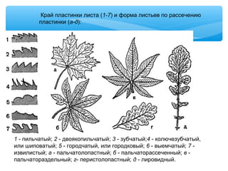 1 - пильчатый; 2 - двоякопильчатый; 3 - зубчатый;4 - колючезубчатый,
или шиповатый; 5 - городчатый, или городковый; 6 - выемчатый; 7 -
извилистый; а - пальчатолопастный; б - пальчаторассеченный; в -
пальчатораздельный; г- перистолопастный; д - лировидный.
Край пластинки листа (1-7) и форма листьев по рассечению
пластинки (а-д):
 