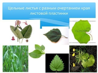 Цельные листья с разным очертанием края
листовой пластинки
 