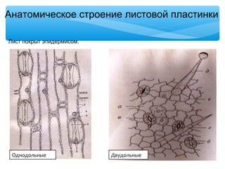 Анатомическое строение листовой пластинки
Лист покрыт эпидермисом.
Однодольные Двудольные
 