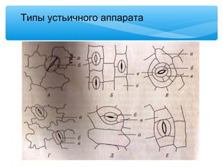 Типы устьичного аппарата
 