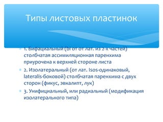 ∗ 1. Бифациальный (bi от от лат. из 2-х частей)
столбчатая ассимиляционная паренхима
приурочена к верхней стороне листа
∗ 2. Изолатеральный (от лат. Isos-одинаковый,
lateralis-боковой) столбчатая паренхима с двух
сторон (фикус, эвкалипт, лук)
∗ 3. Унифициальный, или радиальный (модификация
изолатерального типа)
Типы листовых пластинок
 
