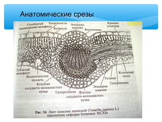 Анатомические срезы
 