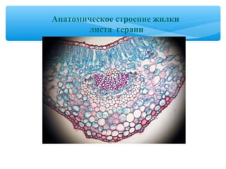 Анатомическое строение жилки
листа герани
 