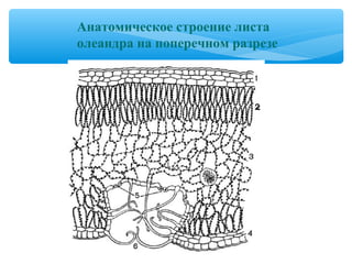 Анатомическое строение листа
олеандра на поперечном разрезе
 