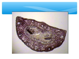 Морфология и анатомия листовой пластинки