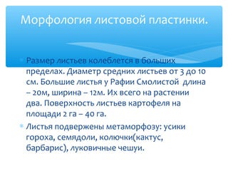∗ Размер листьев колеблется в больших
пределах. Диаметр средних листьев от 3 до 10
см. Большие листья у Рафии Смолистой длина
– 20м, ширина – 12м. Их всего на растении
два. Поверхность листьев картофеля на
площади 2 га – 40 га.
∗ Листья подвержены метаморфозу: усики
гороха, семядоли, колючки(кактус,
барбарис), луковичные чешуи.
Морфология листовой пластинки.
 