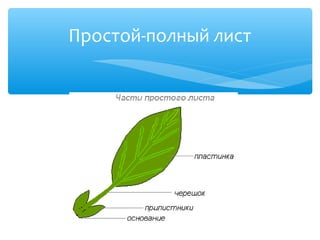 Простой-полный лист
 