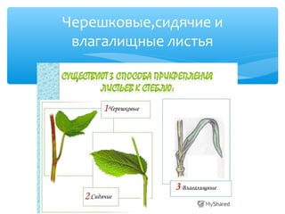 Черешковые,сидячие и
влагалищные листья
 