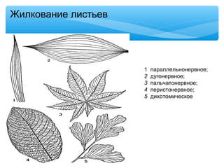 Жилкование листьев
1 параллельнонервное;
2 дугонервное;
3 пальчатонервное;
4 перистонервное;
5 дихотомическое
 