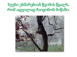 ხეები ეხმარებიან წვიმის წყალს,
რომ ადვილად ჩაიჟონონ მიწაში.
 