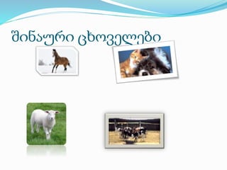 შინაური ცხოველები
 