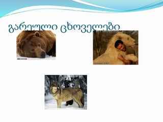 გარეული ცხოველები
 