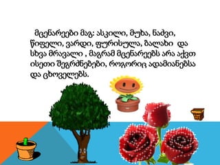 მცენარეები მაგ: ასკილი, მუხა, ნაძვი,
წიფელი, ვარდი, ფურისულა, ბალახი და
სხვა მრავალი , მაგრამ მცენარეებს არა აქვთ
ისეთი შეგრძნებები, როგორიც ადამიანებსა
და ცხოველებს.
 