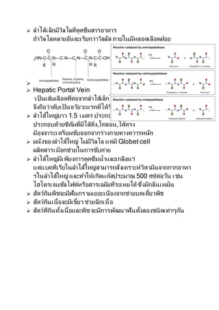 ? ?????????????????????????????????
??????????????????????????????? ???????????????????
?
? Hepatic Portal Vein
??? ????????????????????????????????????
??????????????? ???????????????????????????
? ???????????? 1.5 ???? ??????????
???????????????????????????,?????,??????
??????????????????????????????????????????
? ???????????????? ?????????? ????? Globet cell
????????????????????????????
? ???????????????????????????????????????
????????????????????????????????????????????????????????
?????????????????????????????????? 500 ml?????? ????
??????????????????????????????????????????????????????
? ??????????????????????????????????????????????????
? ??????????????????????? ????????????
? ????????????????????????????????????????????????????????????
 