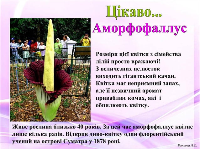 Слова - назви квітів | PPT