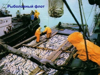 Рыболовный флот
 