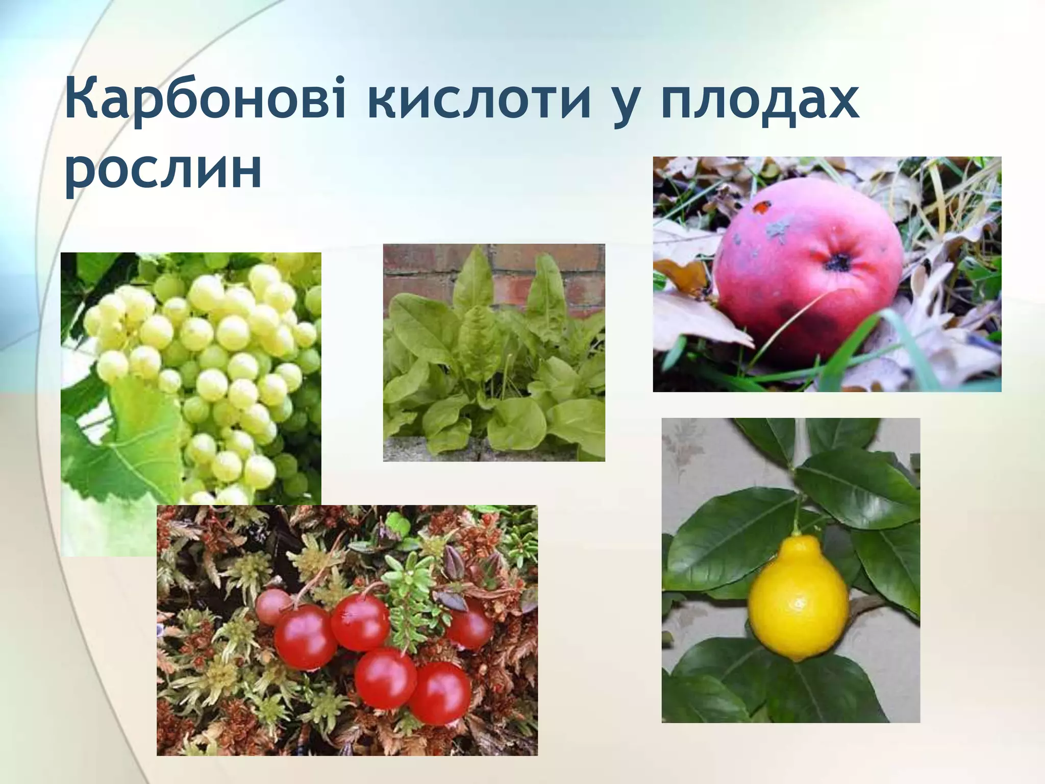Карбонові кислоти у плодах
рослин
 