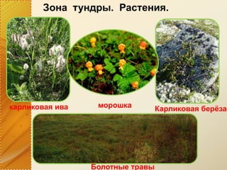 Зона тундры. Растения.
карликовая ива морошка Карликовая берёза
Болотные травы
 