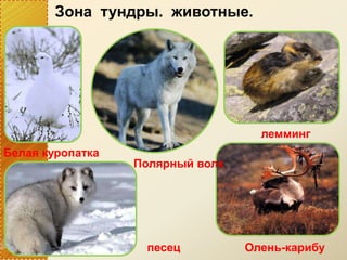 Зона тундры. животные.
Белая куропатка
Полярный волк
лемминг
песец Олень-карибу
 