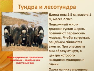 Длина тела 2,5 м, высота 1
м, масса 270кг.
Подкожный жир и
длинная густая шерсть
позволяют переносить
морозы. Чтобы согреться,
овцебыки сбиваются
вместе. При опасности
они образуют круг, в
центре которого
находятся молодняк и
самки.
Охота на них запрещена.
Самое крупное из травоядных
животных – овцебык или
мускусный бык
 