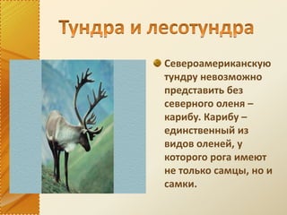 Североамериканскую
тундру невозможно
представить без
северного оленя –
карибу. Карибу –
единственный из
видов оленей, у
которого рога имеют
не только самцы, но и
самки.
 