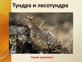 Тундра и лесотундра
Серая куропатка
 