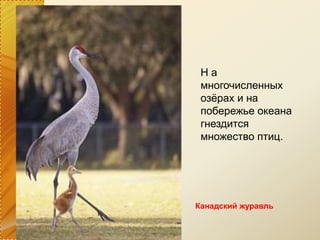 Канадский журавль
Н а
многочисленных
озёрах и на
побережье океана
гнездится
множество птиц.
 
