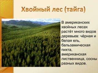 В американских
хвойных лесах
растёт много видов
деревьев: чёрная и
белая ель,
бальзамическая
пихта,
американская
лиственница, сосны
разных видов.
 