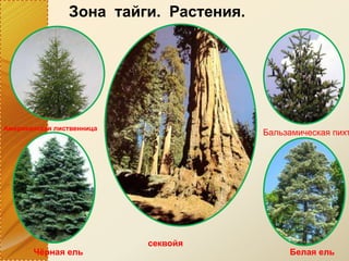 Зона тайги. Растения.
Американская лиственница
Бальзамическая пихт
секвойя
Чёрная ель Белая ель
 