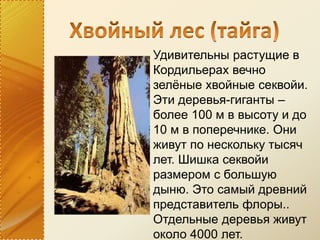 Удивительны растущие в
Кордильерах вечно
зелёные хвойные секвойи.
Эти деревья-гиганты –
более 100 м в высоту и до
10 м в поперечнике. Они
живут по нескольку тысяч
лет. Шишка секвойи
размером с большую
дыню. Это самый древний
представитель флоры..
Отдельные деревья живут
около 4000 лет.
 