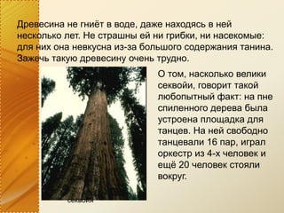 секвойя
Древесина не гниёт в воде, даже находясь в ней
несколько лет. Не страшны ей ни грибки, ни насекомые:
для них она невкусна из-за большого содержания танина.
Зажечь такую древесину очень трудно.
О том, насколько велики
секвойи, говорит такой
любопытный факт: на пне
спиленного дерева была
устроена площадка для
танцев. На ней свободно
танцевали 16 пар, играл
оркестр из 4-х человек и
ещё 20 человек стояли
вокруг.
 