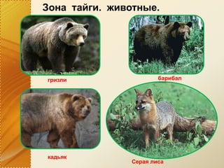Зона тайги. животные.
гризли барибал
кадьяк
Серая лиса
 