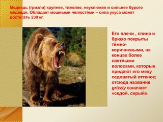 Медведь (гризли) крупнее, тяжелее, неуклюжее и сильнее бурого
медведя. Обладает мощными челюстями – сила укуса может
достигать 230 кг.
Его плечи , спина и
брюхо покрыты
тёмно-
коричневыми, на
концах более
светлыми
волосами, которые
придают его меху
седоватый оттенок;
отсюда название
grizzly означает
«седой, серый».
 