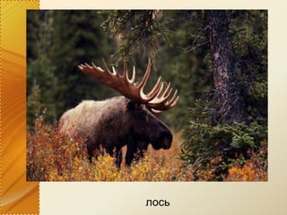 лось
 
