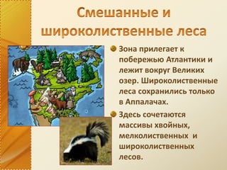 Зона прилегает к
побережью Атлантики и
лежит вокруг Великих
озер. Широколиственные
леса сохранились только
в Аппалачах.
Здесь сочетаются
массивы хвойных,
мелколиственных и
широколиственных
лесов.
 
