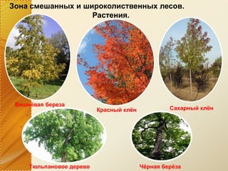 Зона смешанных и широколиственных лесов.
Растения.
Вишнёвая береза
Красный клён Сахарный клён
Тюльпановое дерево Чёрная берёза
 
