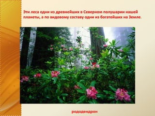 Эти леса одни из древнейших в Северном полушарии нашей
планеты, а по видовому составу одни из богатейших на Земле
рододендрон
 