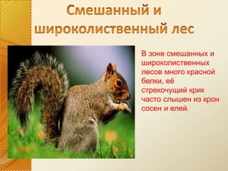 В зоне смешанных и
широколиственных
лесов много красной
белки, её
стрекочущий крик
часто слышен из крон
сосен и елей.
 
