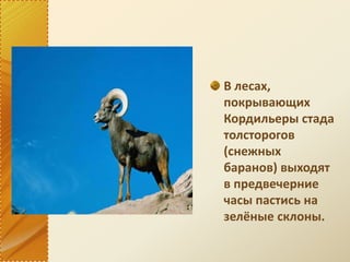 В лесах,
покрывающих
Кордильеры стада
толсторогов
(снежных
баранов) выходят
в предвечерние
часы пастись на
зелёные склоны.
 