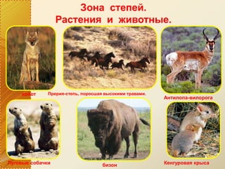 Зона степей.
Растения и животные.
Прерия-степь, поросшая высокими травами.койот
Антилопа-вилорога
Луговые собачки бизон Кенгуровая крыса
 