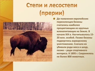 До появления европейских
переселенцев бизоны
считались наиболее
процветающим из крупных
млекопитающих на Земле. В
начале XIX в. Насчитывалось 15-
20 млн. особей. Позже бизоны
подверглись варварскому
уничтожению. Сначала их
убивали ради мяса и шкур,
позже – ради спортивного
интереса. К 1895 г. Сохранилось
не более 800 животных.
 
