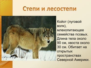 Койот (луговой
волк),
млекопитающее
семейства псовых.
Длина тела около
90 см, хвоста около
30 см. Обитает на
открытых
пространствах
Северной Америки.
 