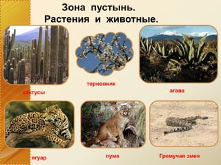 Зона пустынь.
Растения и животные.
кактусы
терновник
агава
ягуар пума Гремучая змея
 