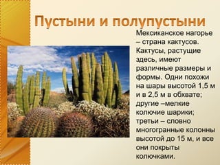 Мексиканское нагорье
– страна кактусов.
Кактусы, растущие
здесь, имеют
различные размеры и
формы. Одни похожи
на шары высотой 1,5 м
и в 2,5 м в обхвате;
другие –мелкие
колючие шарики;
третьи – словно
многогранные колонны
высотой до 15 м, и все
они покрыты
колючками.
 