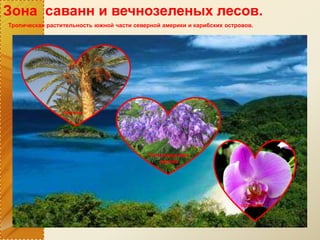 Зона саванн и вечнозеленых лесов.
Тропическая растительность южной части северной америки и карибских островов.
пальма
Палисандровое
дерево
орхидея
 
